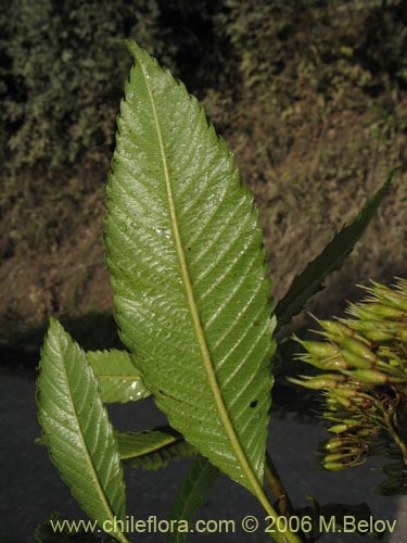 Imágen de Caldcluvia paniculata (Tiaca / Triaca / Quiaca). Haga un clic para aumentar parte de imágen.